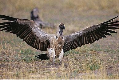 踏上种田+高速自由的斩杀之旅，《黑白剑刃》将在12月1日发售